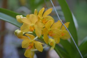 Aranda Chao Praya Sunrise