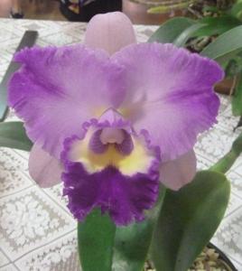 <i>Rhyncholaeliocattleya</i> Burdekin Charm