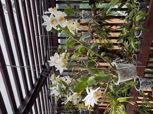 Dendrobium Sweet Dawn