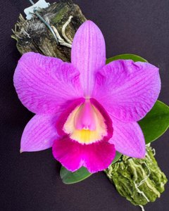 <i>Cattleya</i> Kruger Girl