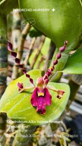 Dendrobium Aiko Yumna Reswara