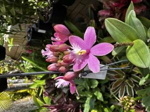 Epidendrum Candy Valley