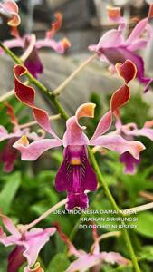 Dendrobium Gus Reza