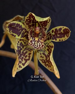 <i>Grammatophyllum</i> Kiat Tan