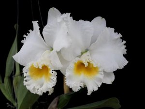 <i>Rhyncholaeliocattleya</i> Platinum Charm
