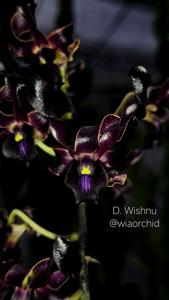 Dendrobium Wishnu