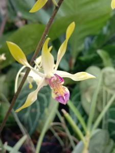Dendrobium Taman Nasional Meru Betiri