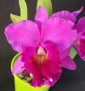 <i>Rhyncholaeliocattleya</i> Marcela Conti de Case FCA