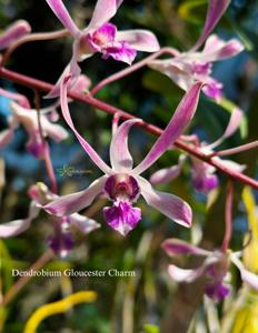 Dendrobium Gloucester Charm
