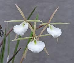 Brassavola Maria del Carmen