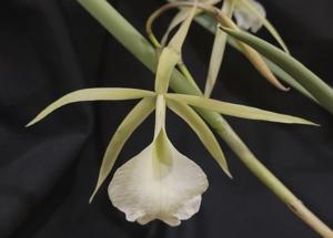 Brassavola Adrian Hamilton