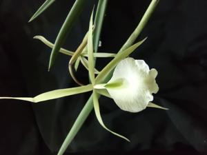 Brassavola Adrian Hamilton