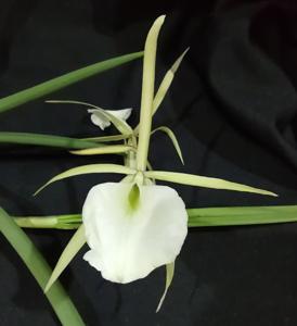 Brassavola Adrian Hamilton