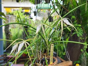 Brassavola Bill Osment