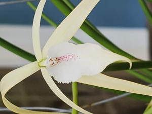 Brassavola Bill Osment