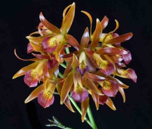 Brassocatanthe Grand Chocolate