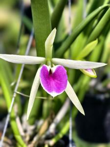 Brassocattleya Katherine H. Chatham