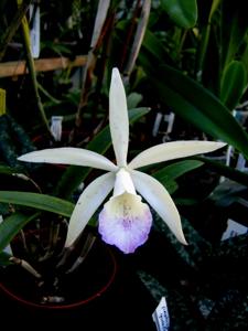 Brassocattleya Lindleyana