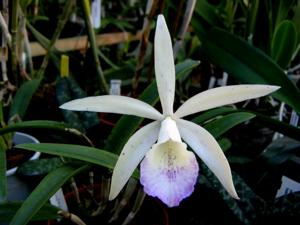 Brassocattleya Lindleyana