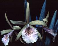 Brassocattleya Polka Dot