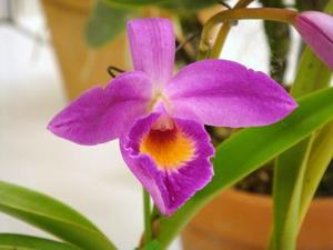 Brassocattleya Melisande