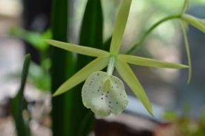 Brassocattleya Yellow Bird