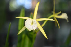 Brassocattleya Yellow Bird