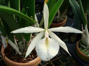 Brassocattleya Humming Angel