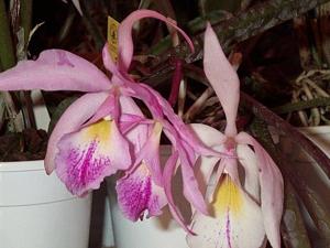 Brassocattleya DiPozzi Cannero