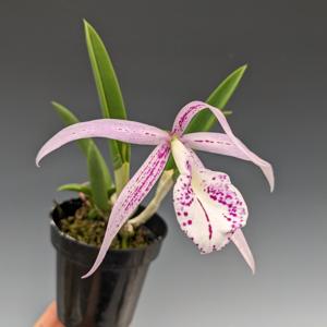 Brassocattleya DiPozzi Lugano