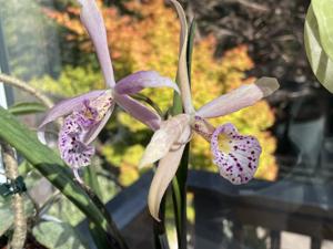 Brassocattleya Sunset Glory