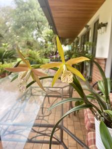 Brassocattleya Golden Glory