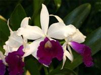 Brassocattleya Morning Song