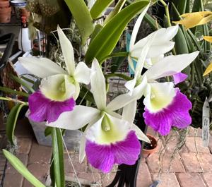 Brassocattleya Windward Flare