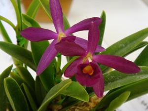 Brassocattleya Estrella Queen