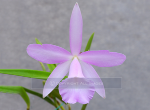 Brassocattleya South Miami