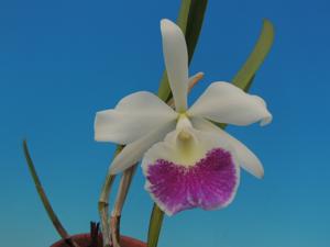 Brassocattleya Sanyo Point