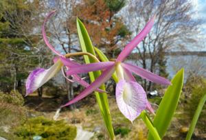 Brassocattleya Star of Earendil