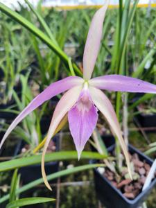 Brassocattleya Ivan Portilla