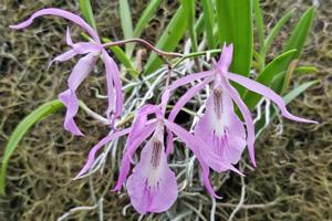 Brassokeria Rosyleen