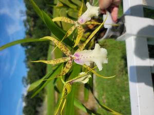 Bratonia Dennis Kleinbach