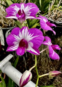 Dendrobium Enobi Purple