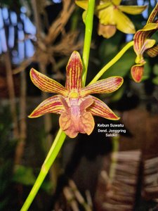 Dendrobium Jonggring Saloko