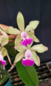 Rhyncholaeliocattleya Leblon