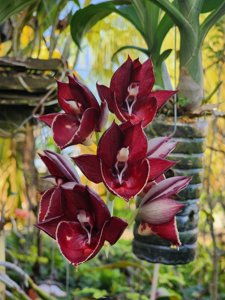 Catasetum Dreamboat