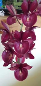 Catasetum Dreamboat