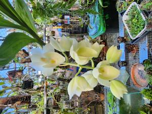 Catasetum Dreamboat