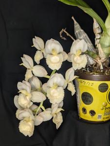 Catasetum Memoria Dorothy Wells
