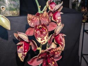 Catasetum Joseito's Dark Phoenix