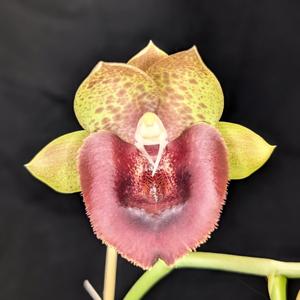 Catasetum Richie Moran